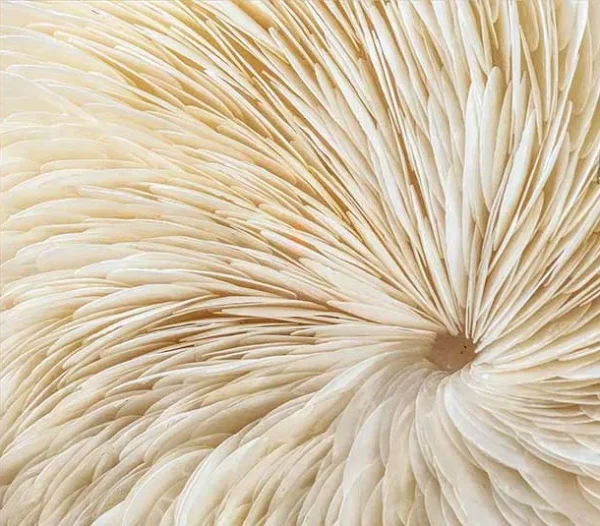 Cream Feather Swirl Relief Wall Art, 100 x 100 cm in oatmeal — detail