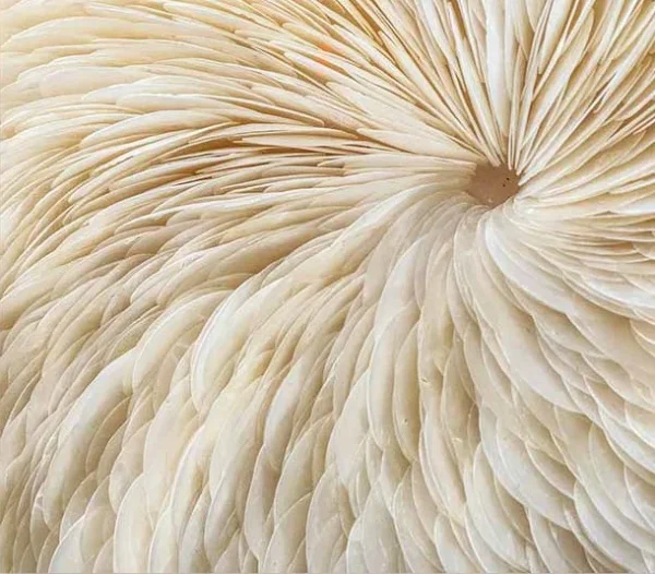 Cream Feather Swirl Relief Wall Art, 100 x 100 cm in oatmeal — detail