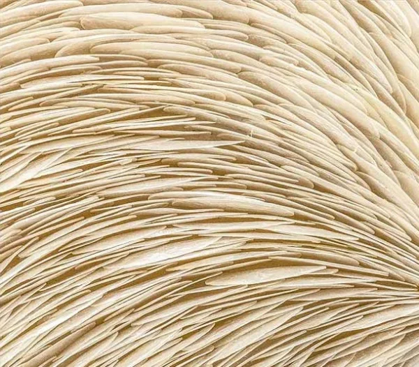 Panoramic Cream Feather Swirl Relief Wall Art, 200 x 60 cm in oatmeal — detail
