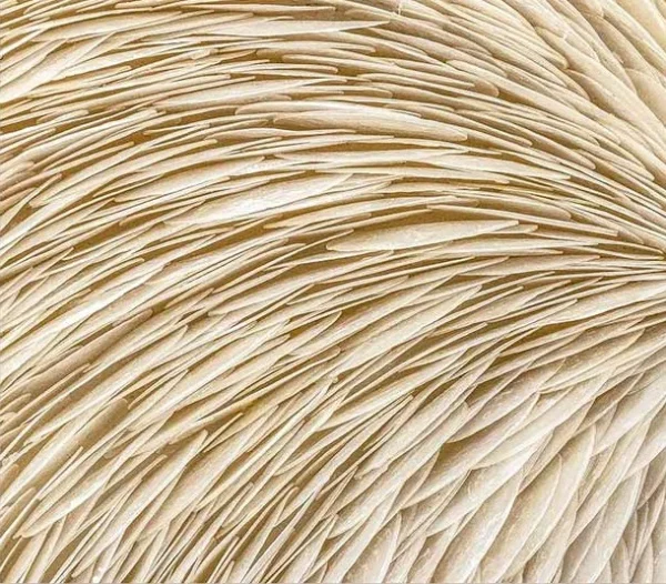 Panoramic Cream Feather Swirl Relief Wall Art, 200 x 60 cm in oatmeal — detail