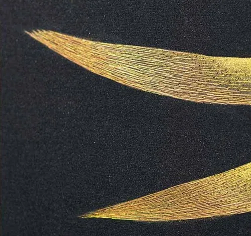 Wide Gold Bamboo on Navy Painting in Black Frame, 220 x 160 — detail