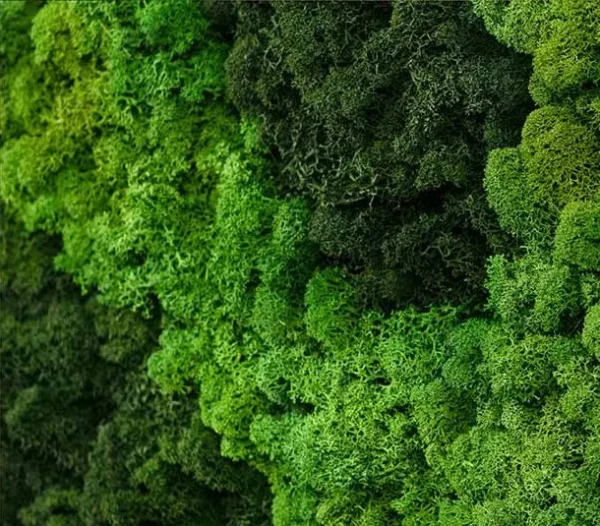 Preserved Moss on Crackle Tan Panel, 115 x 155 cm in olive — detail