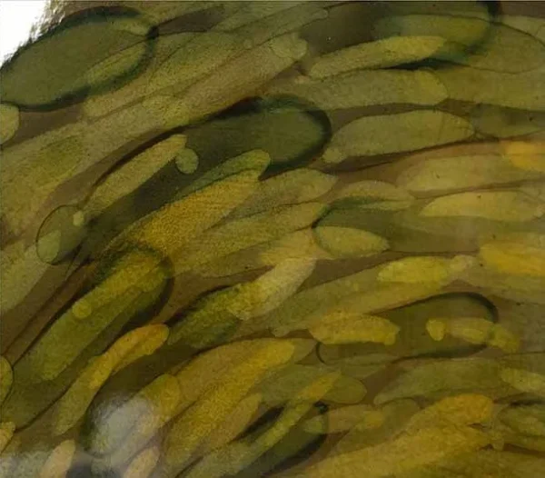 Round Olive Spiral Glazed Disc Wall Art, 100 cm in olive — detail