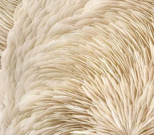 Round Cream Feather Swirl Relief Wall Art, 100 cm in oatmeal — detail