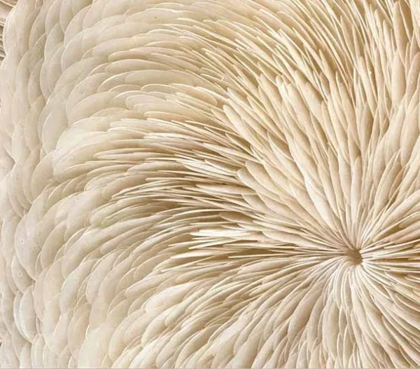 Round Cream Feather Swirl Relief Wall Art, 100 cm in oatmeal — detail