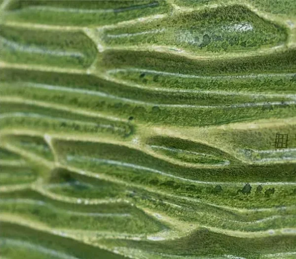 Green Grass Relief Wall Art Set of 2, 140 x 100 cm Overall in olive — detail