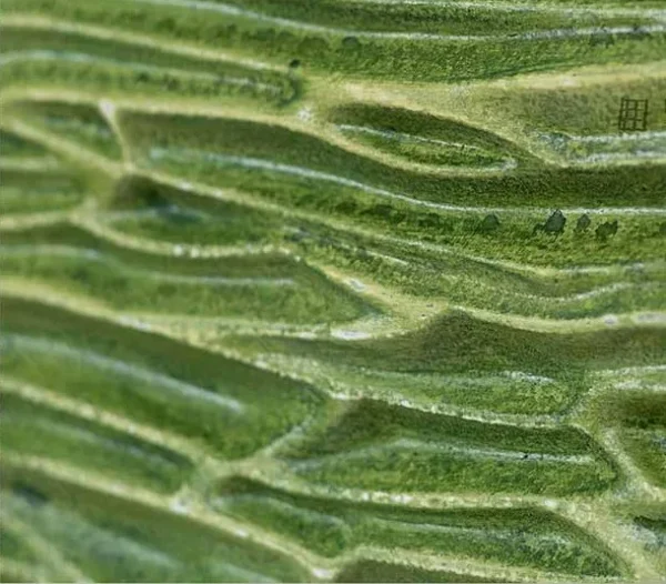 Green Grass Relief Wall Art Set of 2, 140 x 100 cm Overall in olive — detail