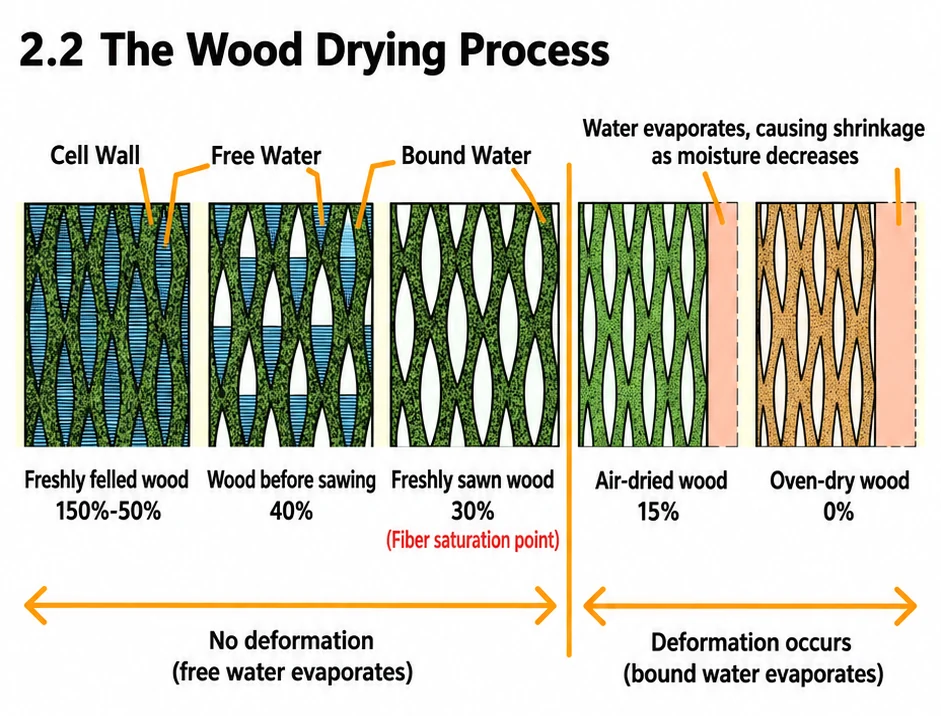 Wood drying process 2.2 showing free water and bound water leaving the wood